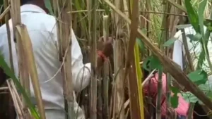 लखीमपुर
